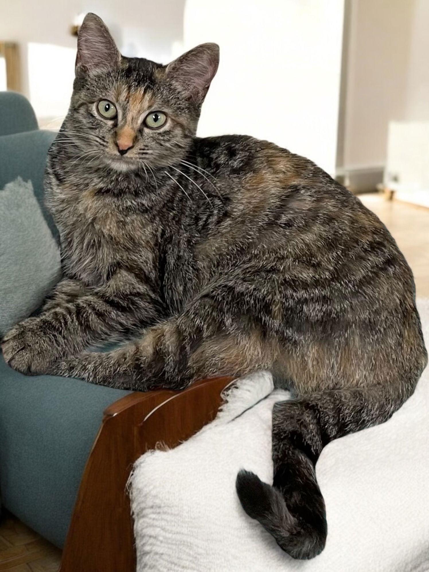 Enlarge Magenta, a Adopted Domestic Short Hair in Champaign, IL image 1/1