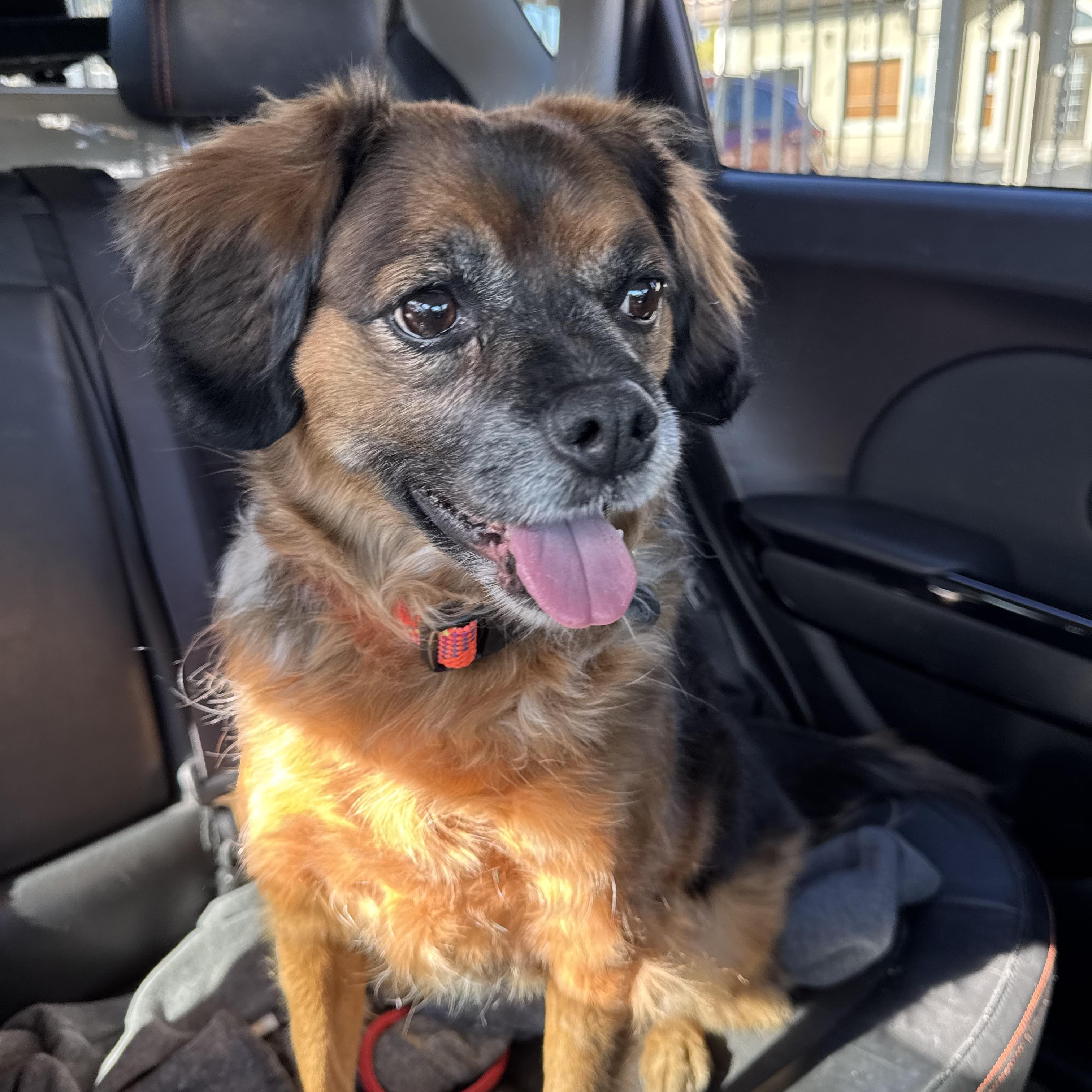 Cookie, adopted, Adult Female Puggle.