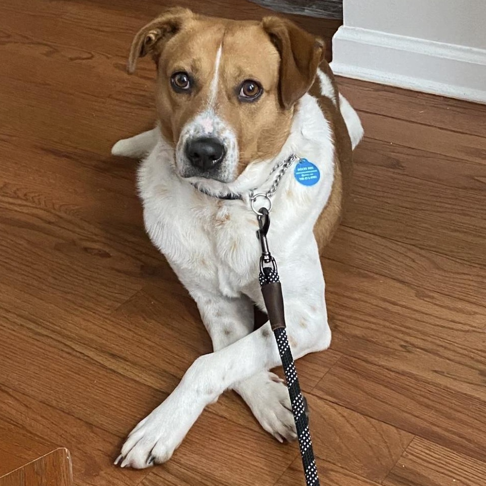 Enlarge Ison, a ADOPTABLE mixed breed in South Plainfield, NJ image 5/6