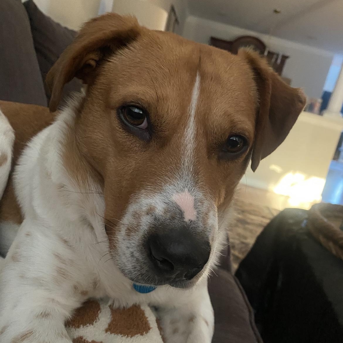 Enlarge Ison, a ADOPTABLE mixed breed in South Plainfield, NJ image 2/6