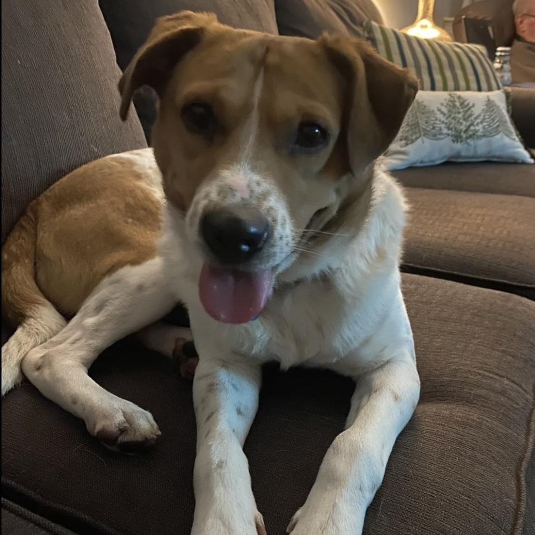 Enlarge Ison, a ADOPTABLE mixed breed in South Plainfield, NJ image 3/6