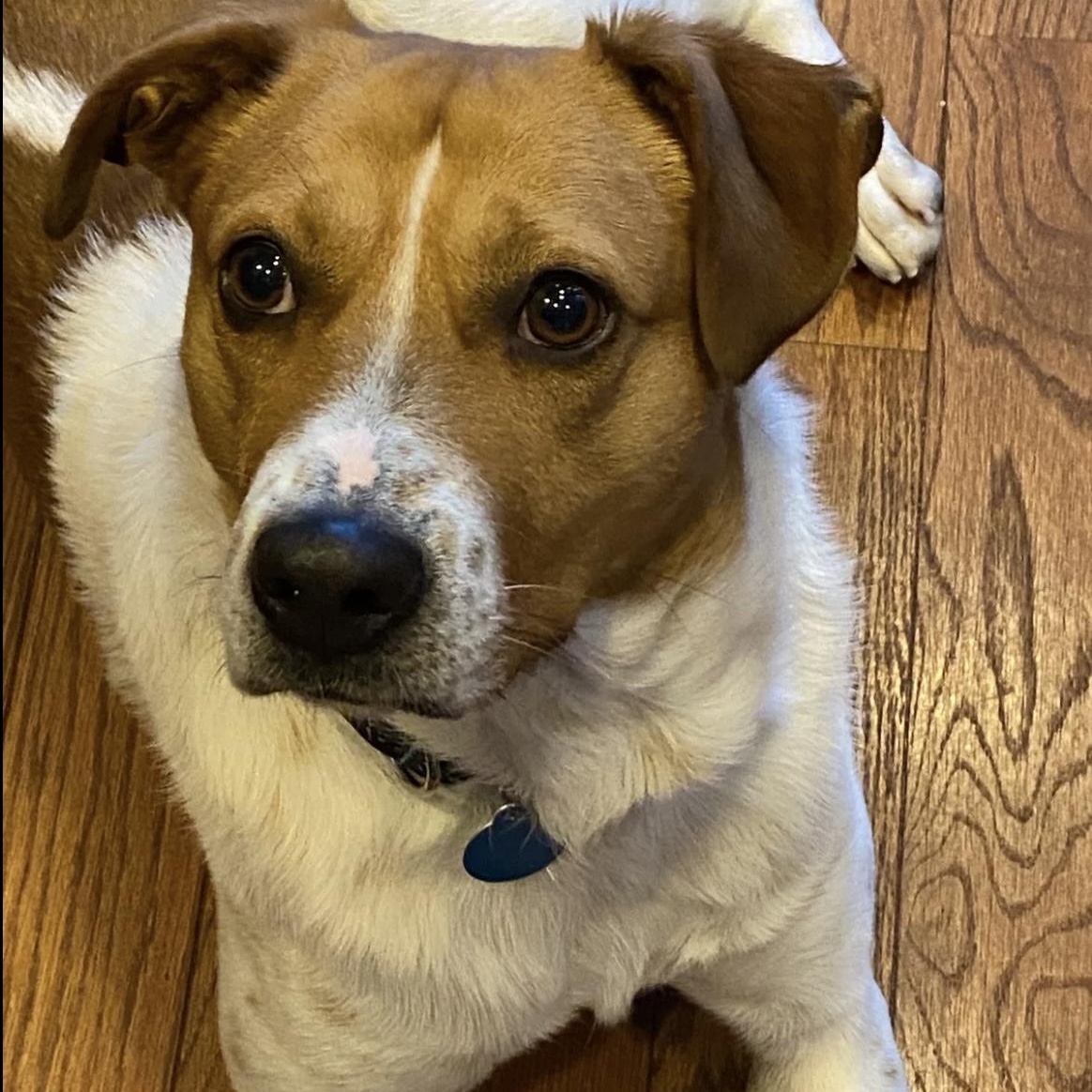 Enlarge Ison, a ADOPTABLE mixed breed in South Plainfield, NJ image 6/6