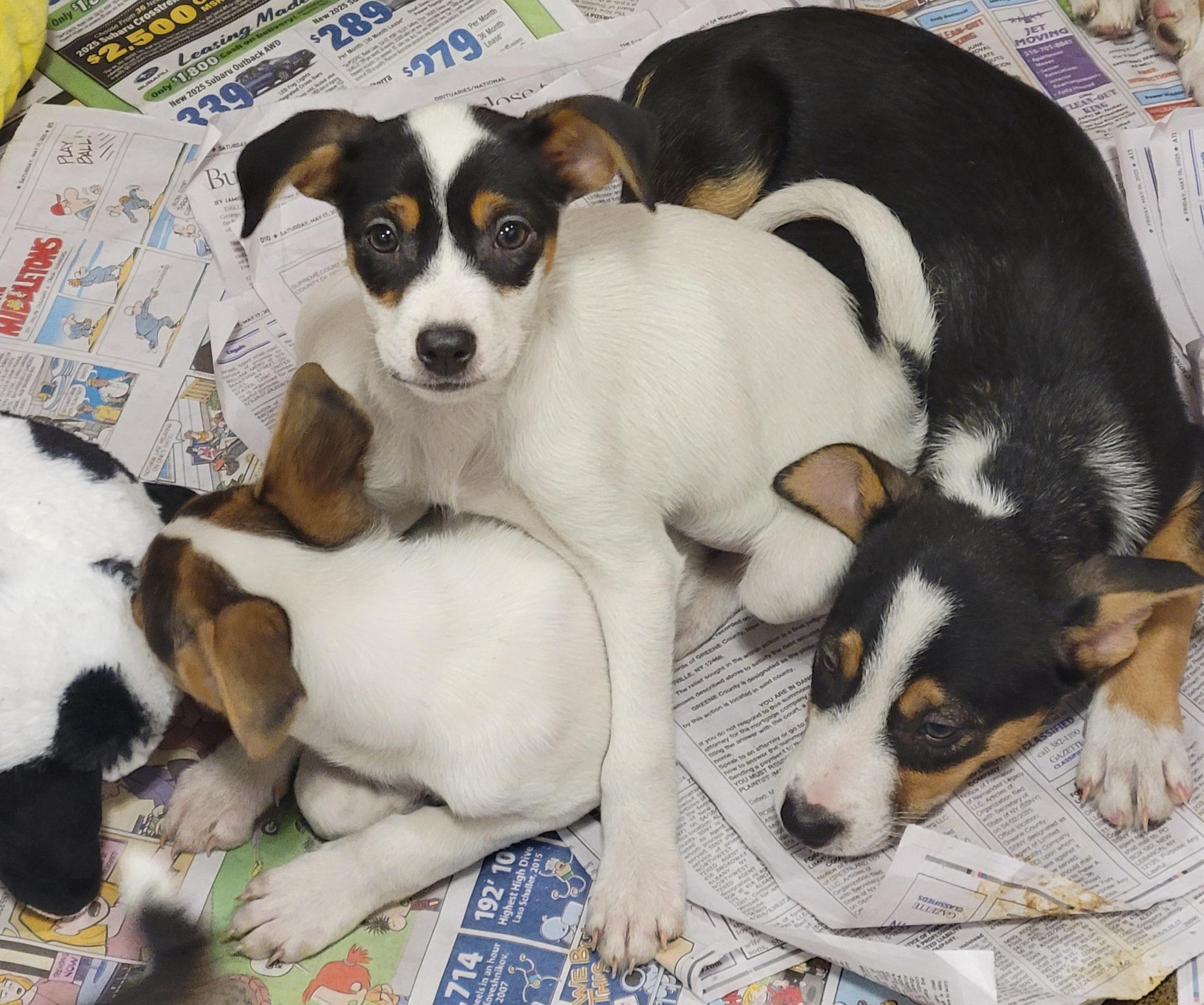 Star, Baby Female Hound