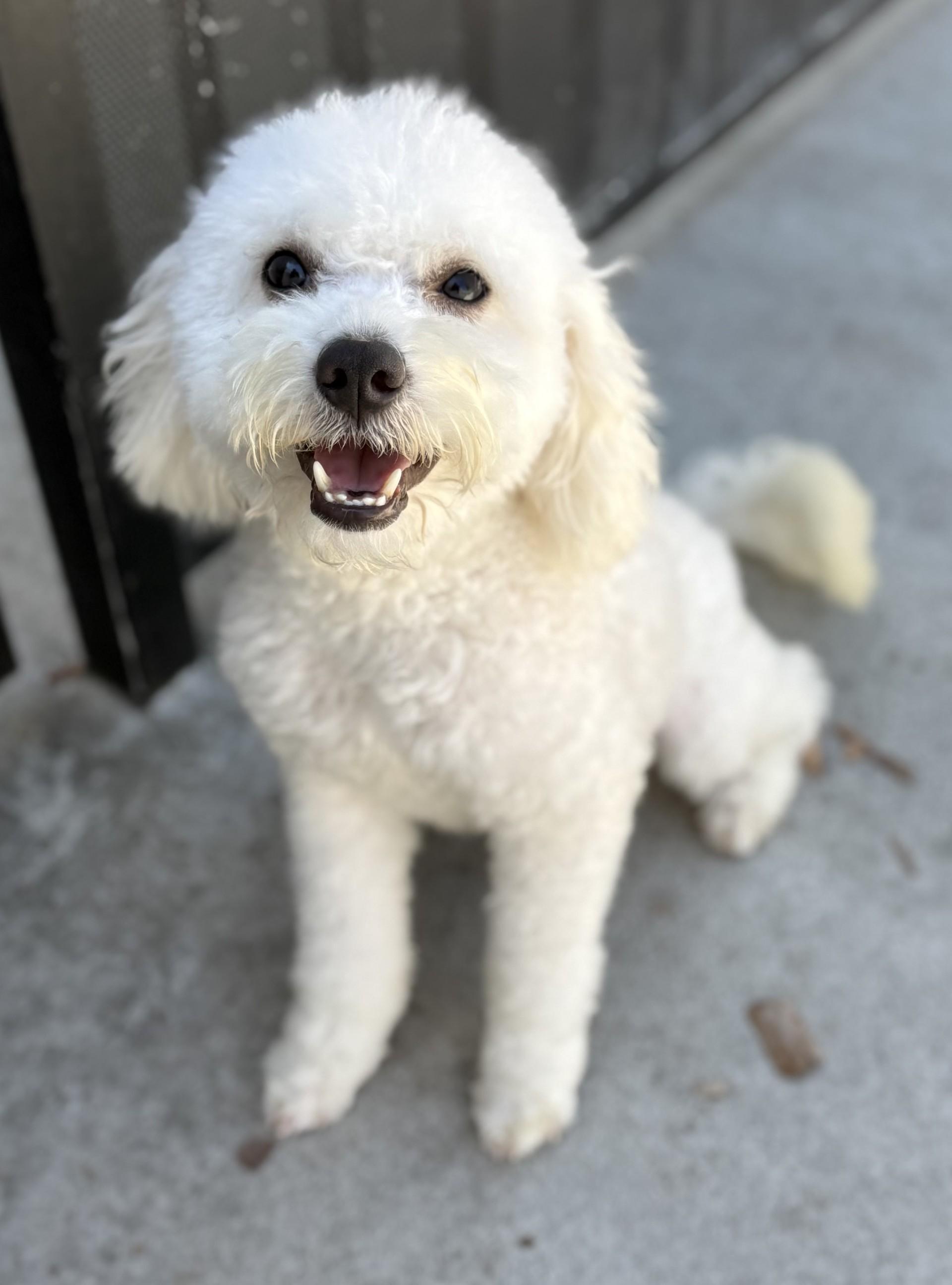 Pretty Mama, ADOPTABLE, Young Female Maltipoo & Poodle.