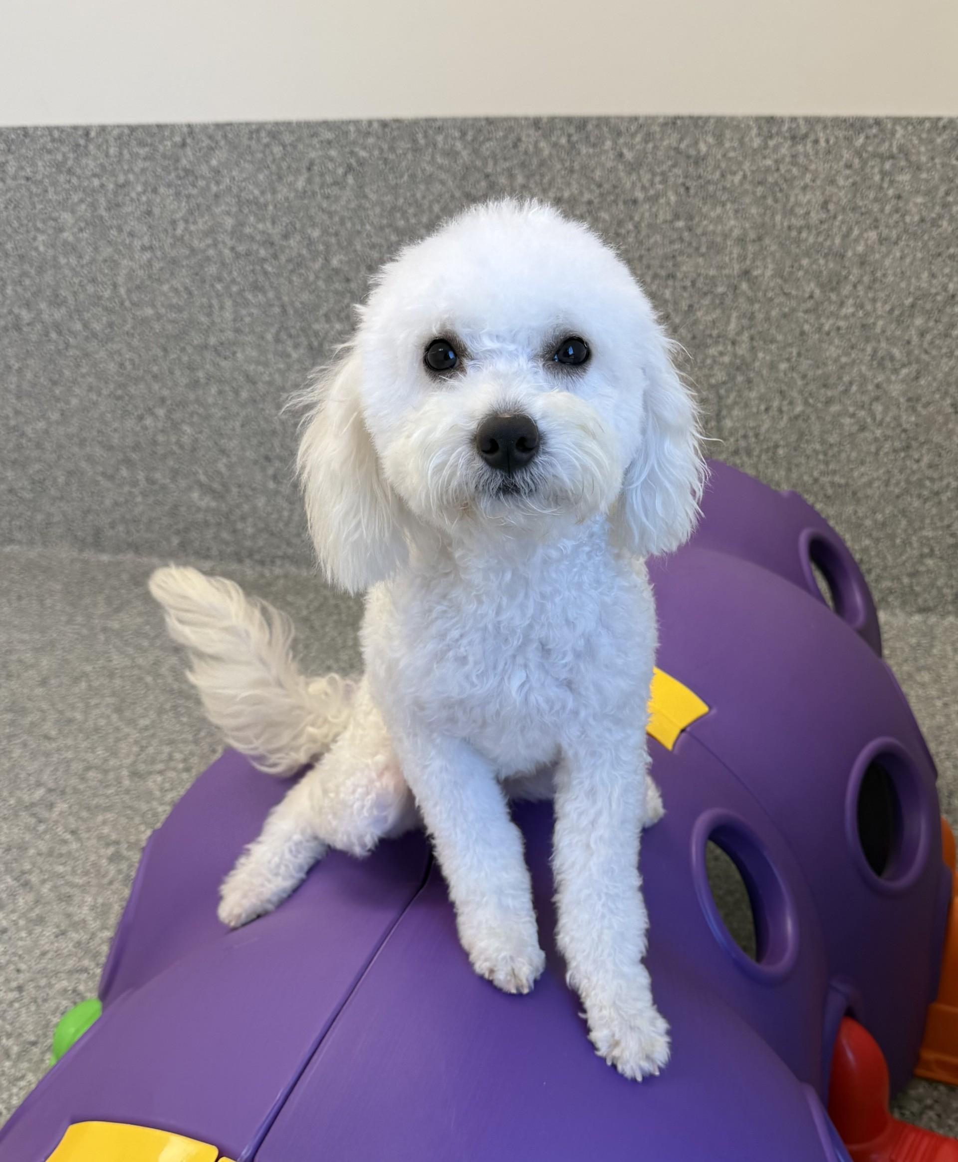 Enlarge Pretty Mama, a ADOPTABLE mixed breed in Los Alamitos, CA image 3/6