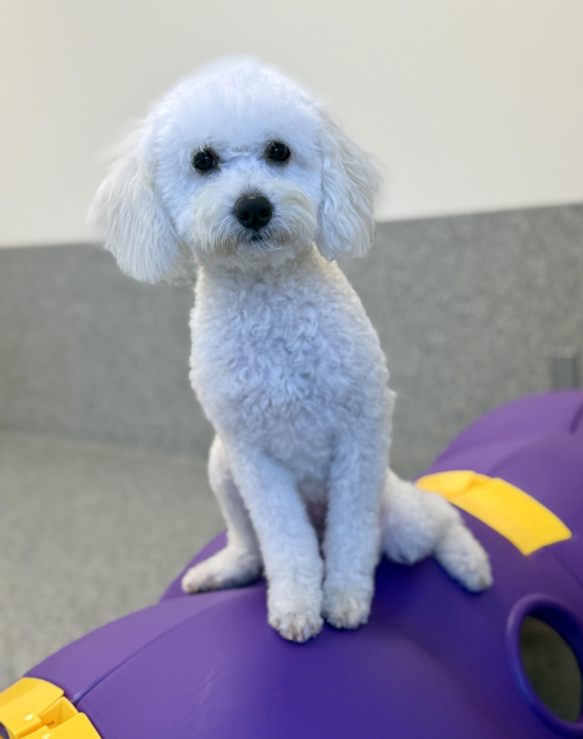 Enlarge Pretty Mama, a ADOPTABLE mixed breed in Los Alamitos, CA image 4/6