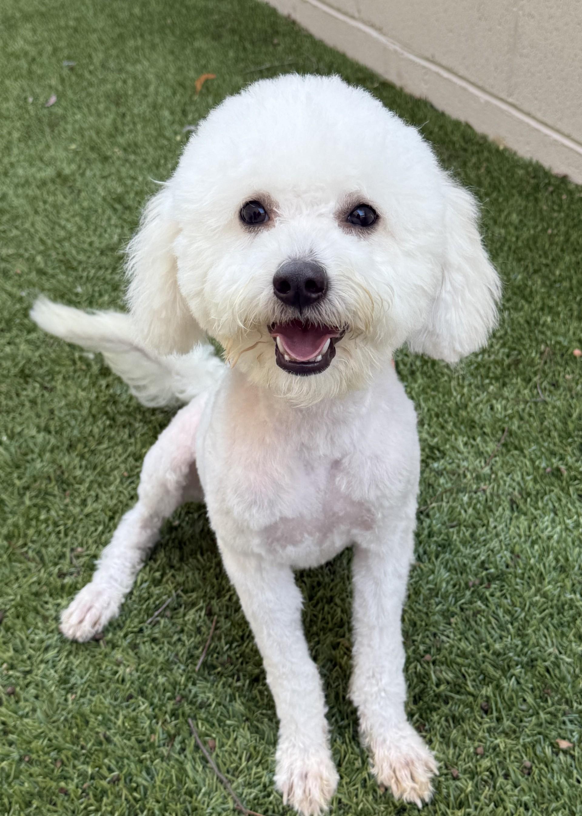 Enlarge Pretty Mama, a ADOPTABLE mixed breed in Los Alamitos, CA image 2/6