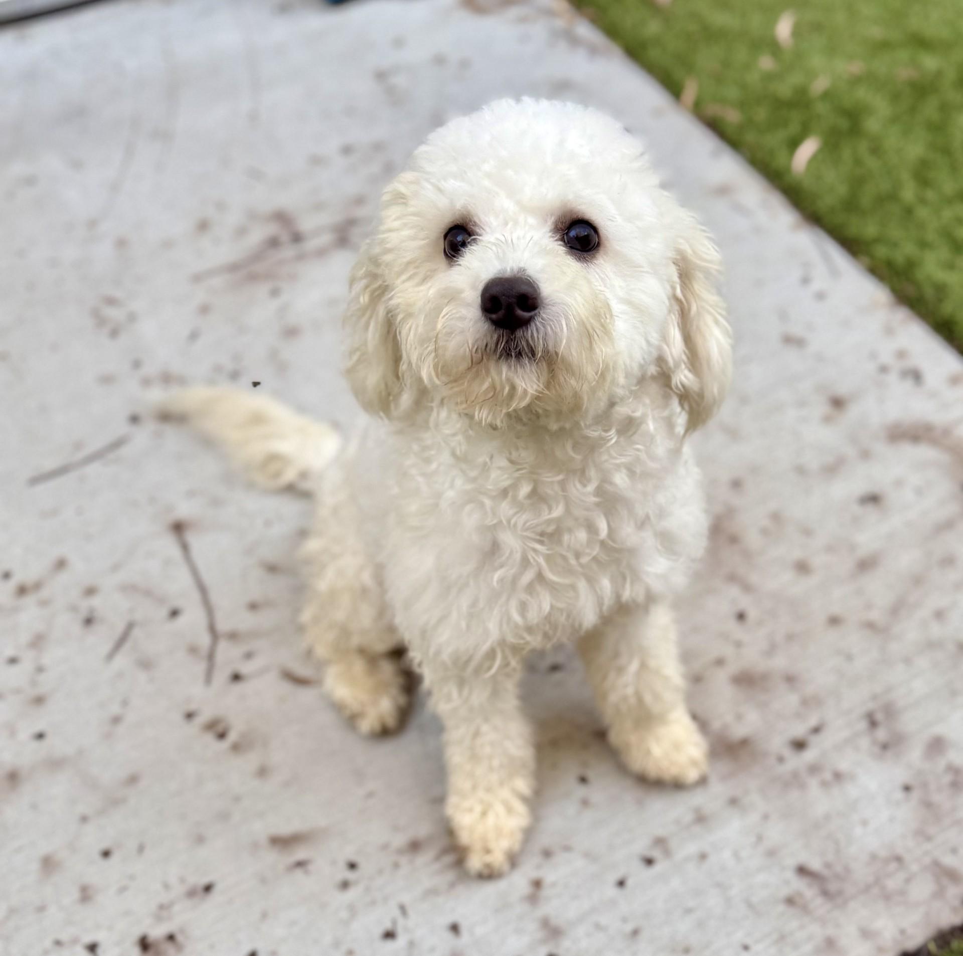 Enlarge Pretty Mama, a ADOPTABLE mixed breed in Los Alamitos, CA image 6/6