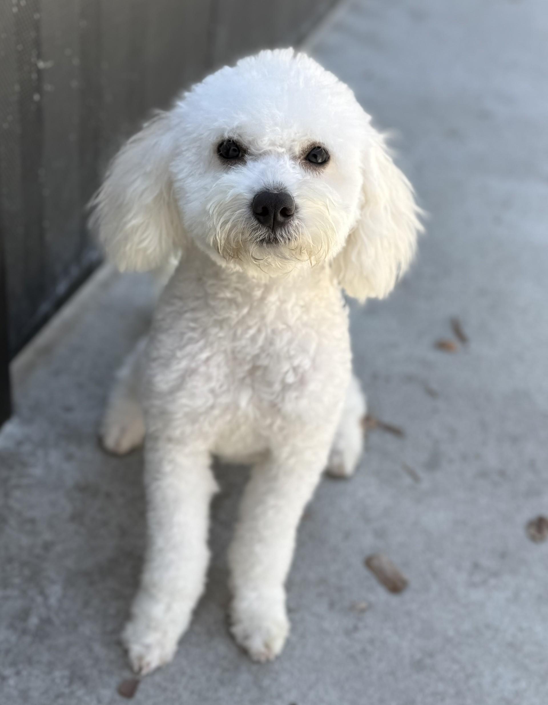 Enlarge Pretty Mama, a ADOPTABLE mixed breed in Los Alamitos, CA image 2/6