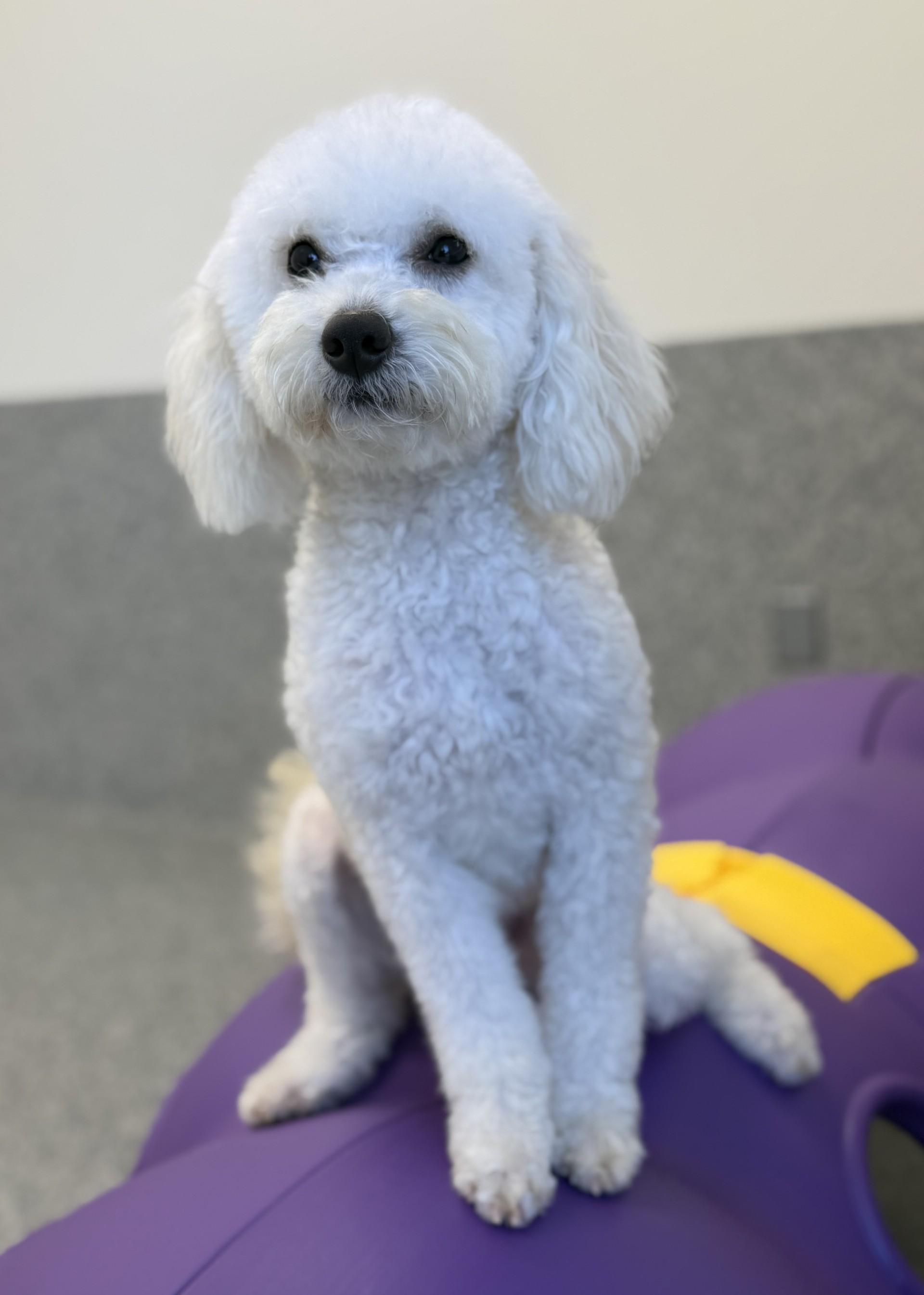 Enlarge Pretty Mama, a ADOPTABLE mixed breed in Los Alamitos, CA image 6/6