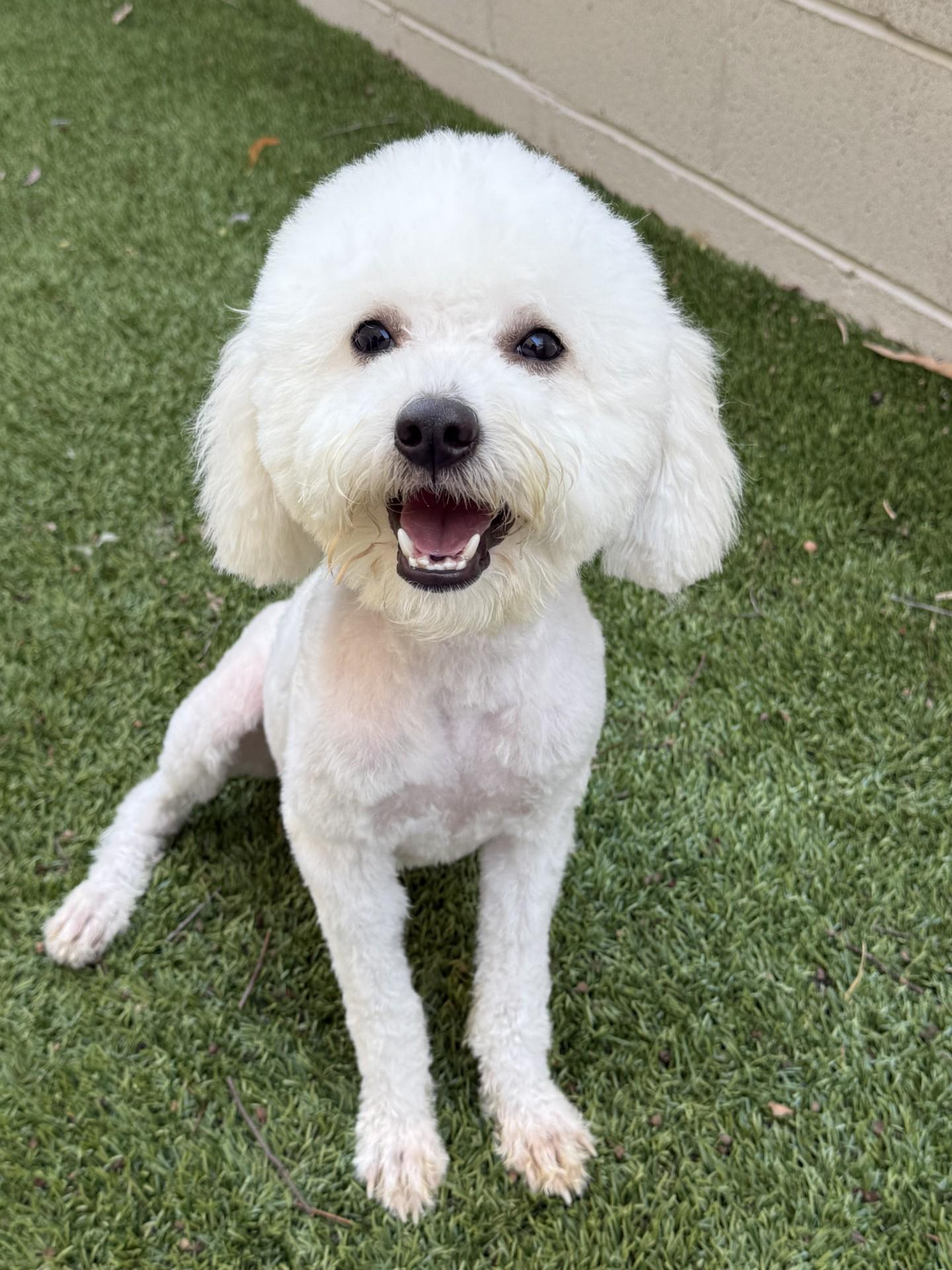 Enlarge Pretty Mama, a ADOPTABLE mixed breed in Los Alamitos, CA image 5/6