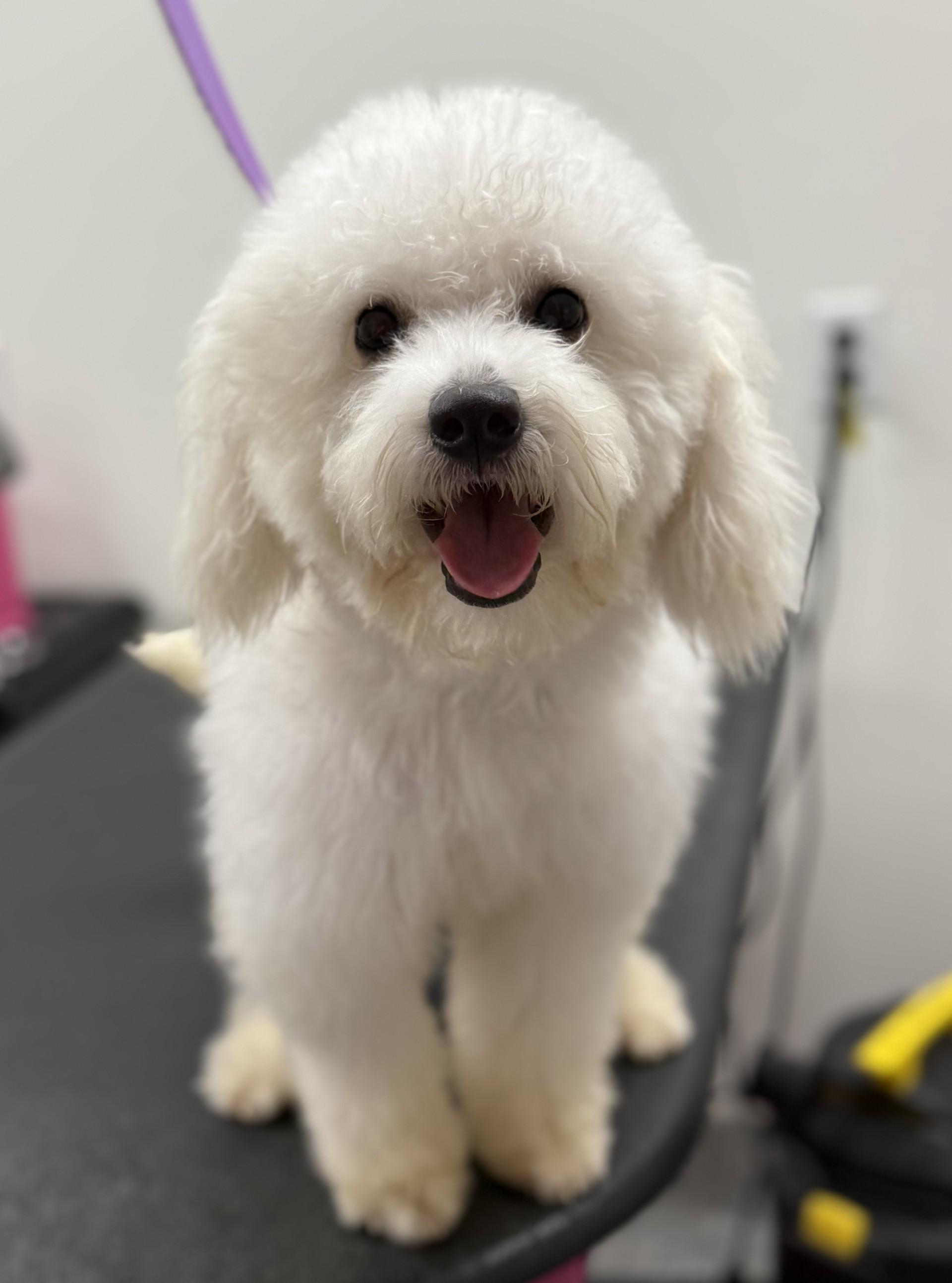 Pretty Mama, ADOPTABLE, Young Female Maltipoo & Poodle.