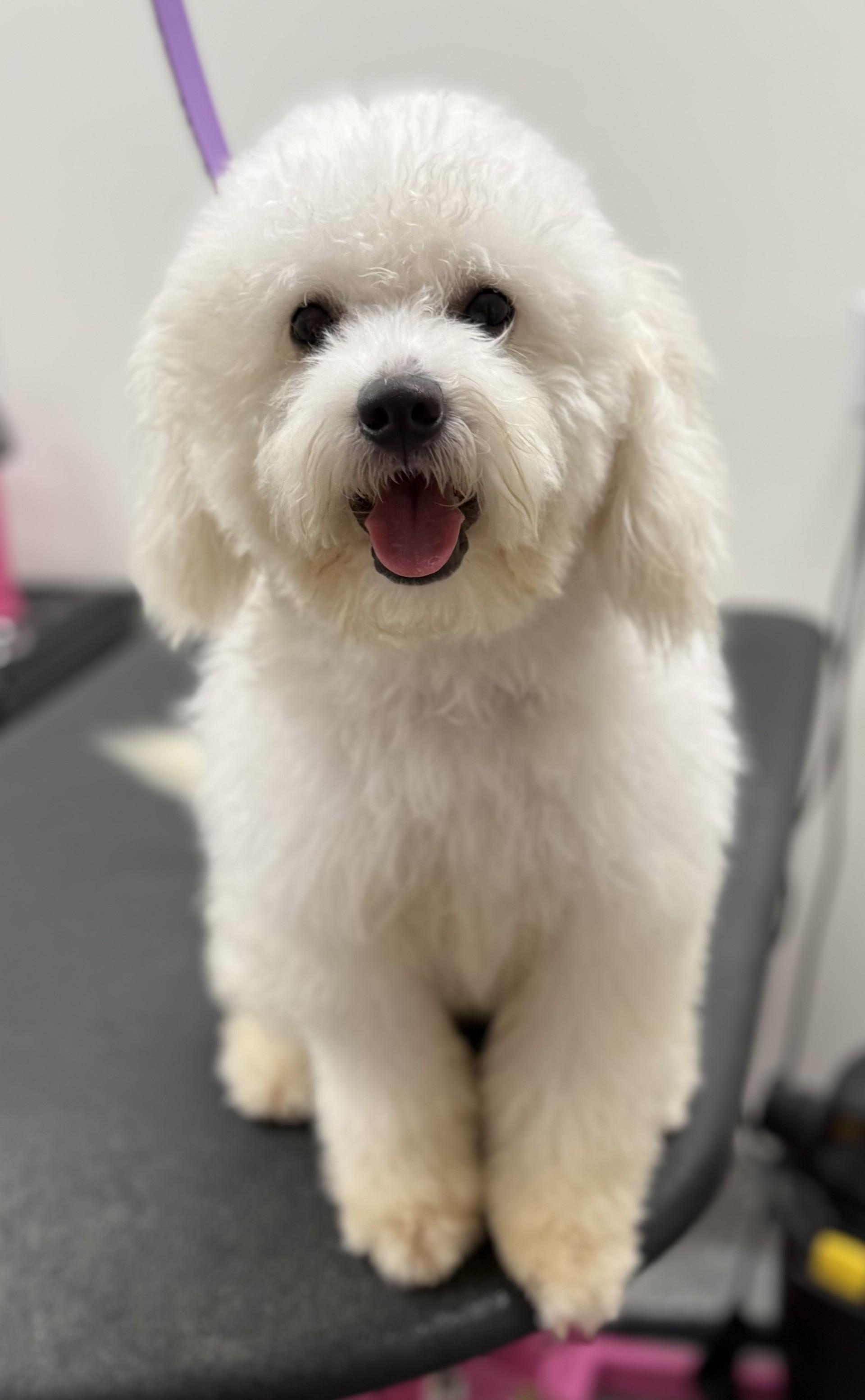 Enlarge Pretty Mama, a ADOPTABLE mixed breed in Los Alamitos, CA image 3/6