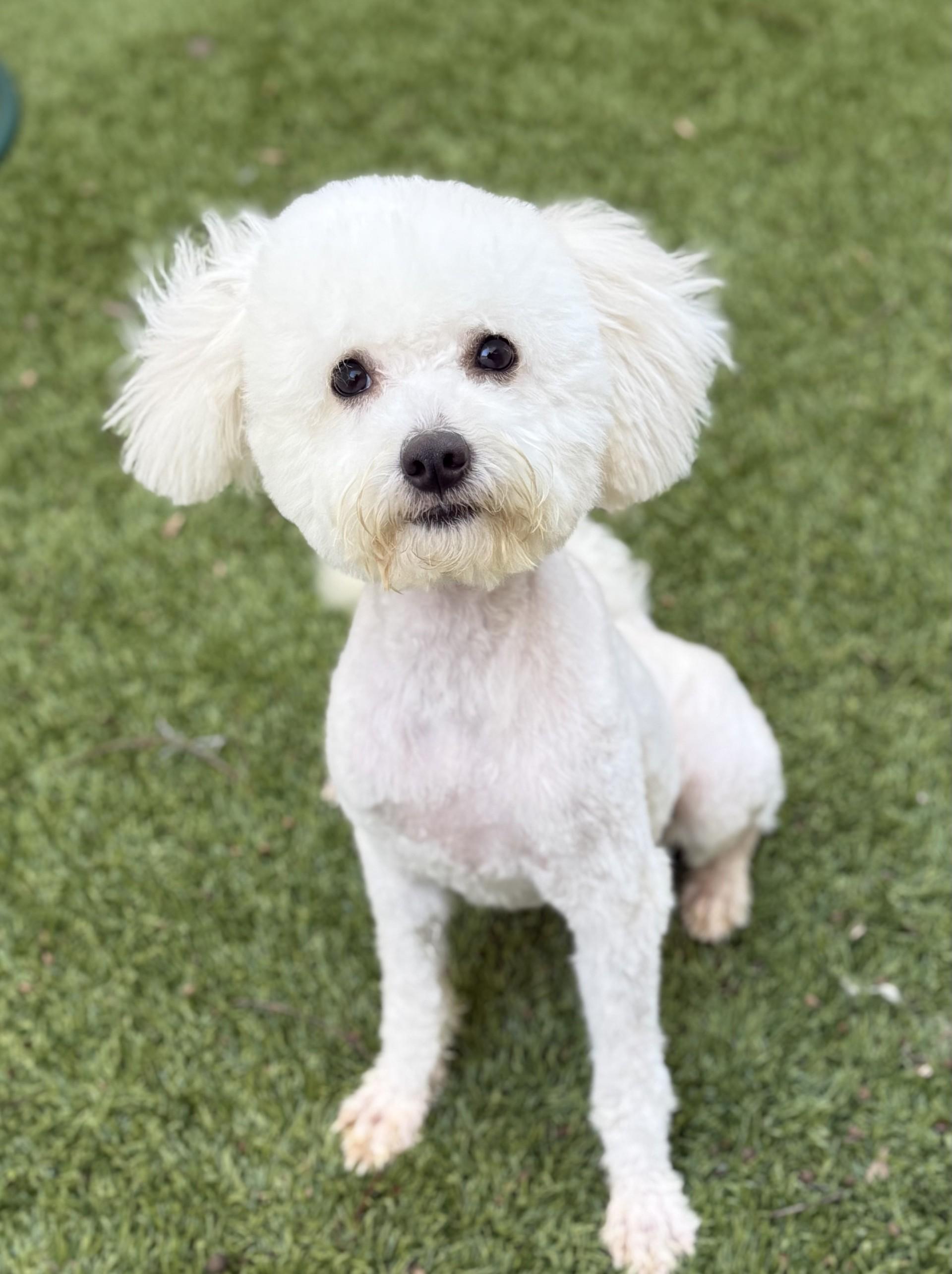 Enlarge Pretty Mama, a ADOPTABLE mixed breed in Los Alamitos, CA image 4/6