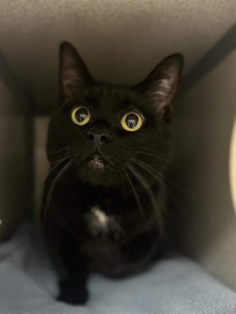 LITTLE MERMAID, Adoptable, Adult Female Domestic Short Hair.