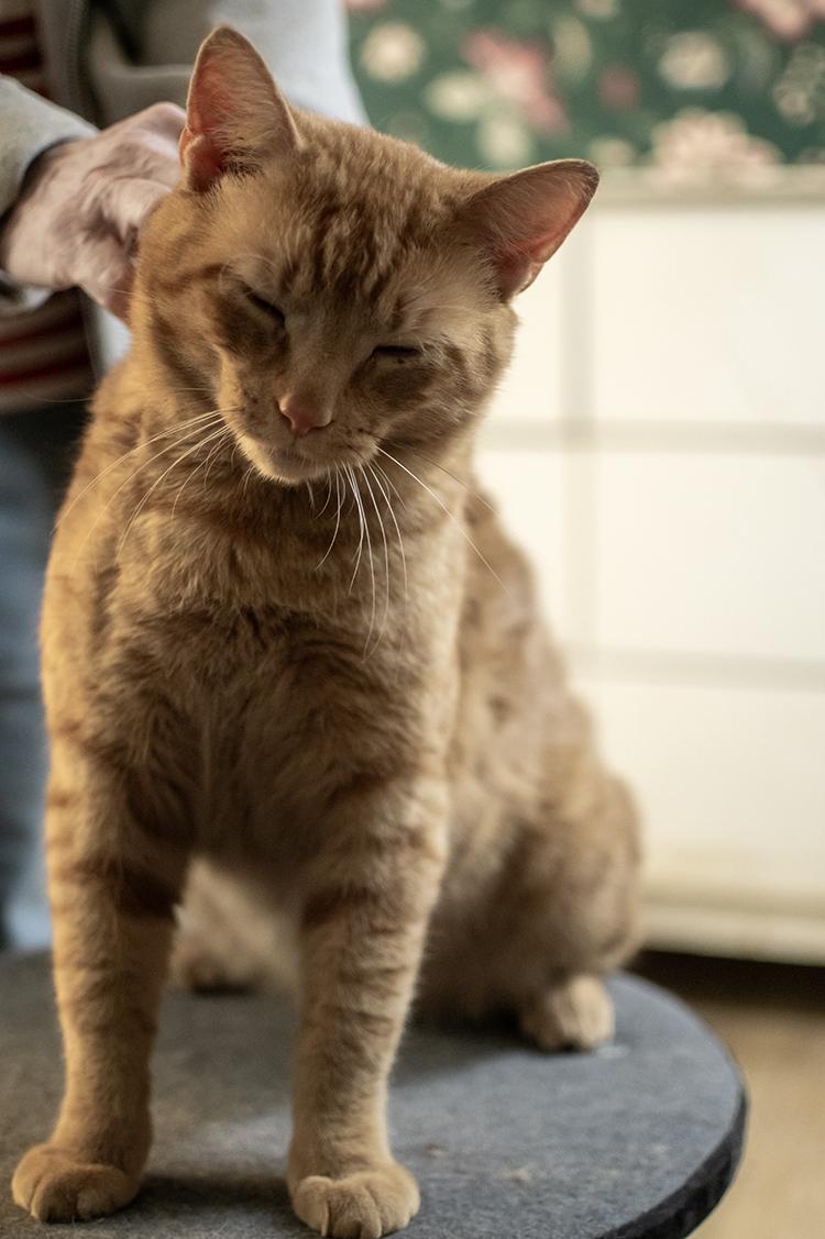 Enlarge Norman, a ADOPTABLE Domestic Short Hair in Weehawken, NJ image 5/5