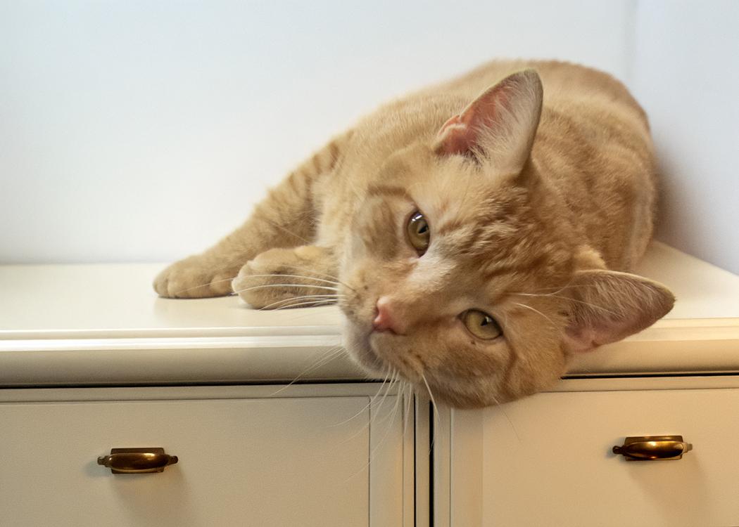 Enlarge Norman, a ADOPTABLE Domestic Short Hair in Weehawken, NJ image 1/5