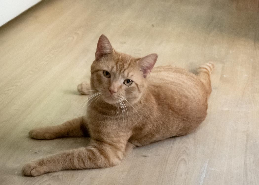 Enlarge Norman, a ADOPTABLE Domestic Short Hair in Weehawken, NJ image 3/5