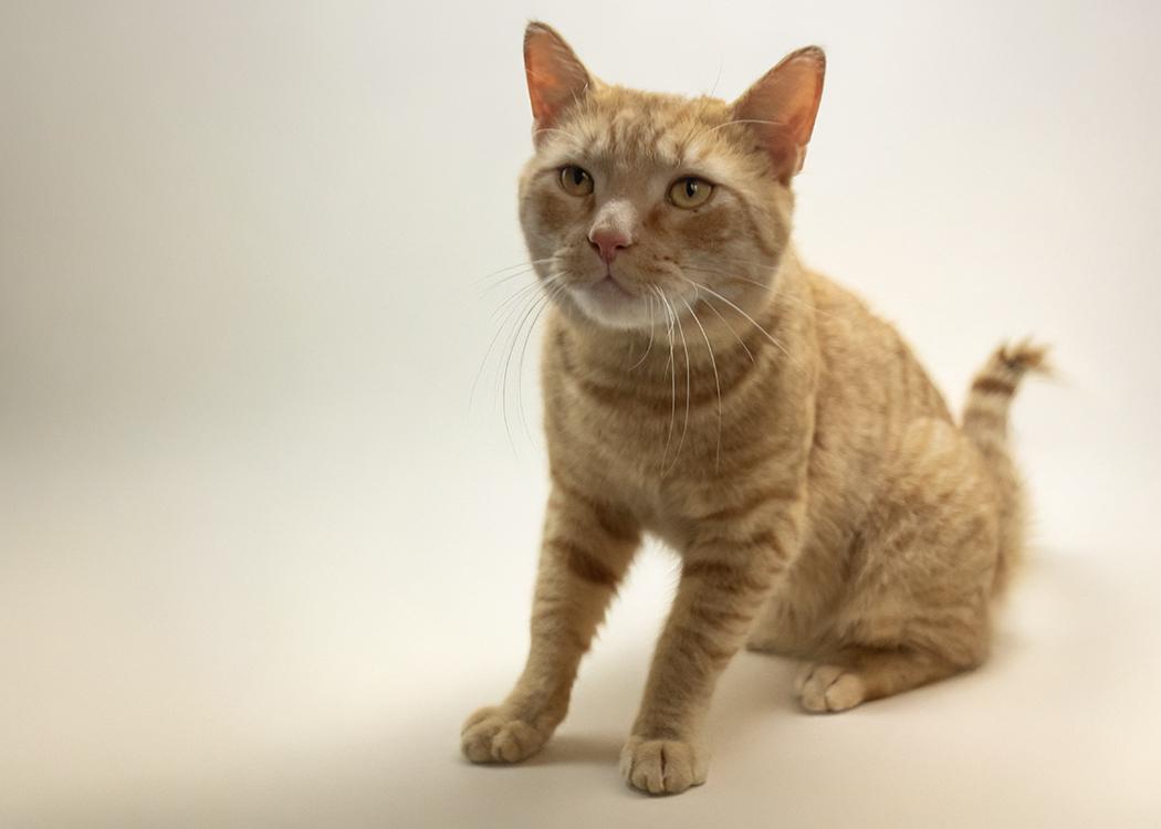 Enlarge Norman, a ADOPTABLE Domestic Short Hair in Weehawken, NJ image 2/5