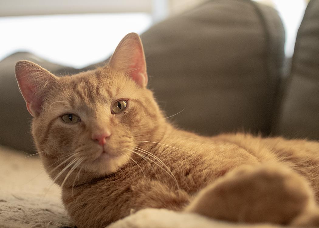 Enlarge Norman, a ADOPTABLE Domestic Short Hair in Weehawken, NJ image 4/5