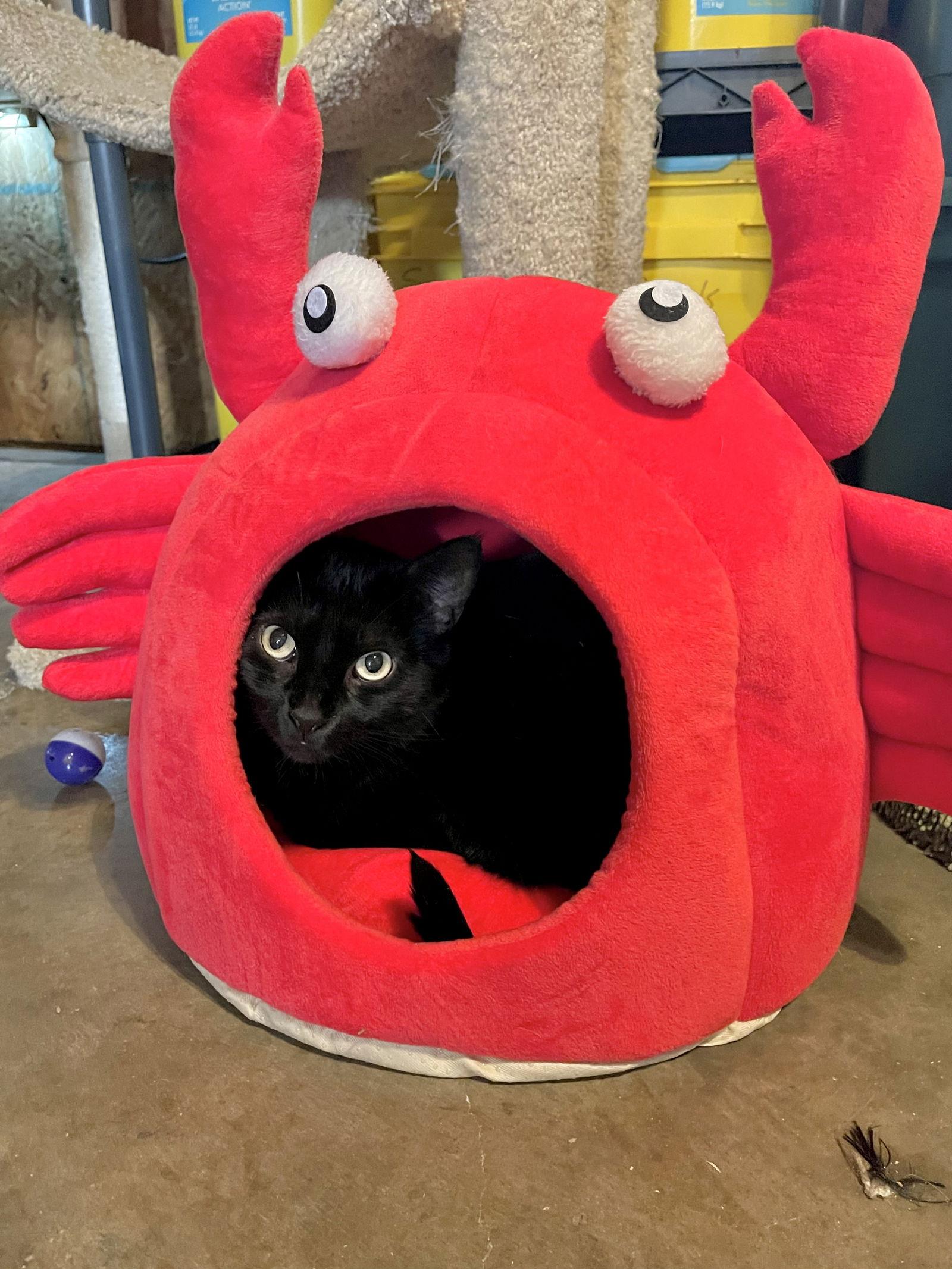 Enlarge Cora, a Adoptable Domestic Short Hair in Hammond, LA image 1/6