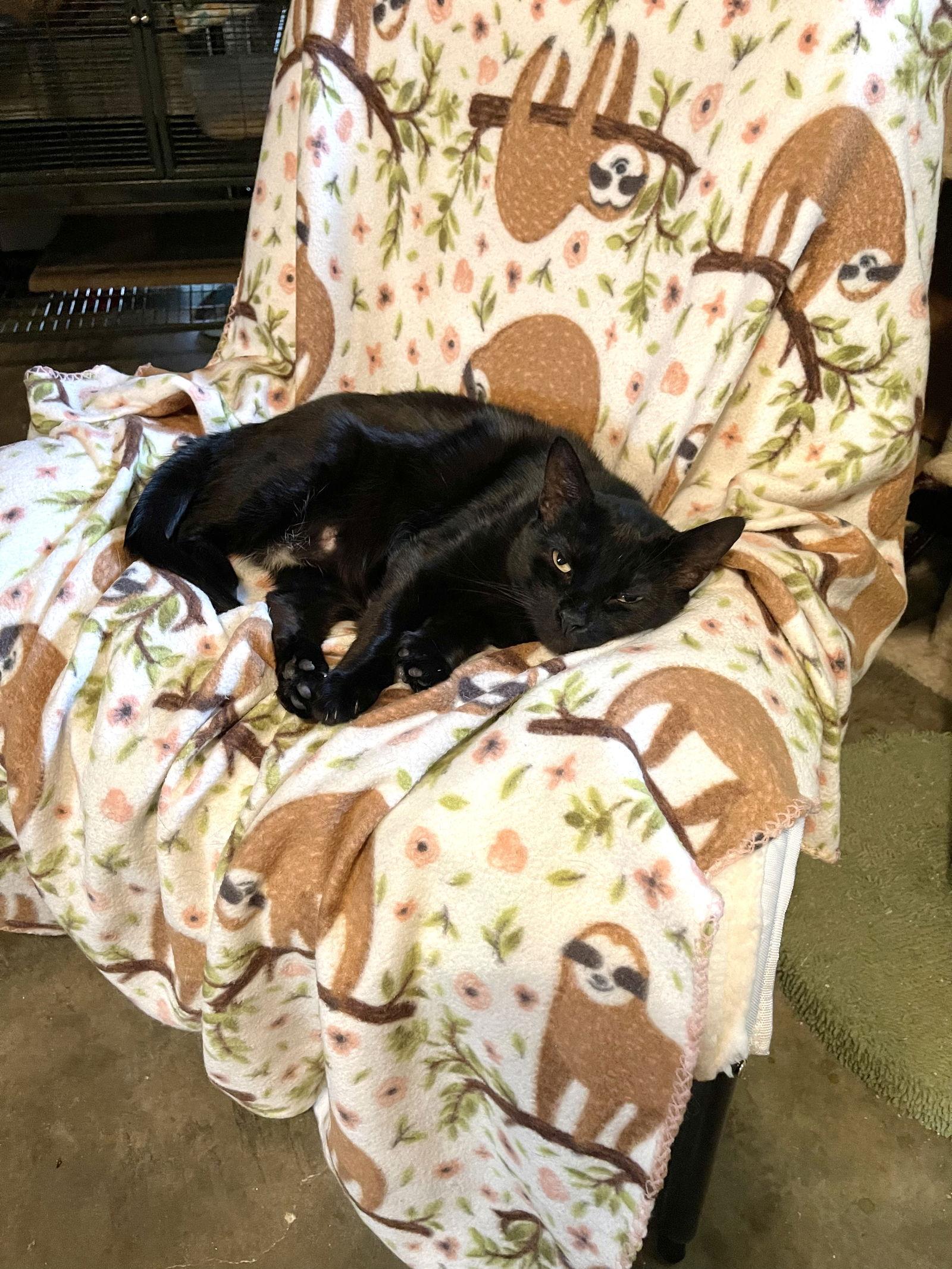 Enlarge Cora, a Adoptable Domestic Short Hair in Hammond, LA image 3/6