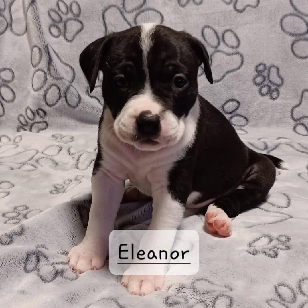 Eleanor, Adopted, Puppy Female Mixed Breed.