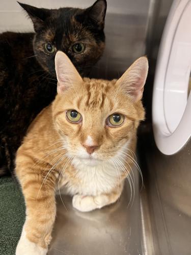Enlarge Lance and Charlie, a Adoptable Domestic Short Hair in Webster, MA image 1/3