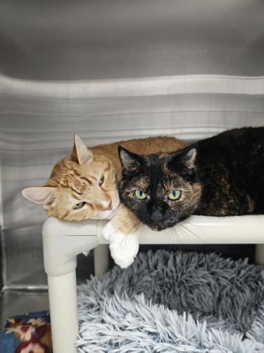 Enlarge Lance and Charlie, a Adoptable Domestic Short Hair in Webster, MA image 2/3