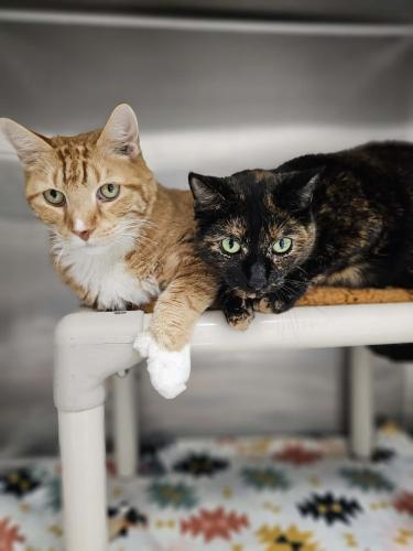 Enlarge Lance and Charlie, a Adoptable Domestic Short Hair in Webster, MA image 3/3