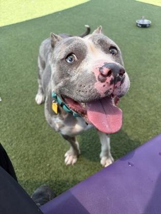 Annabelle, adopted, Adult Female Pit Bull Terrier.