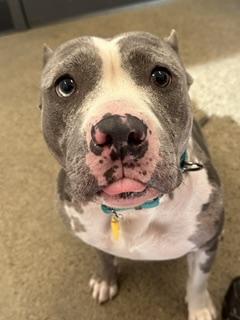 Annabelle, an adopted mixed breed in Cleveland, OH image 2/2