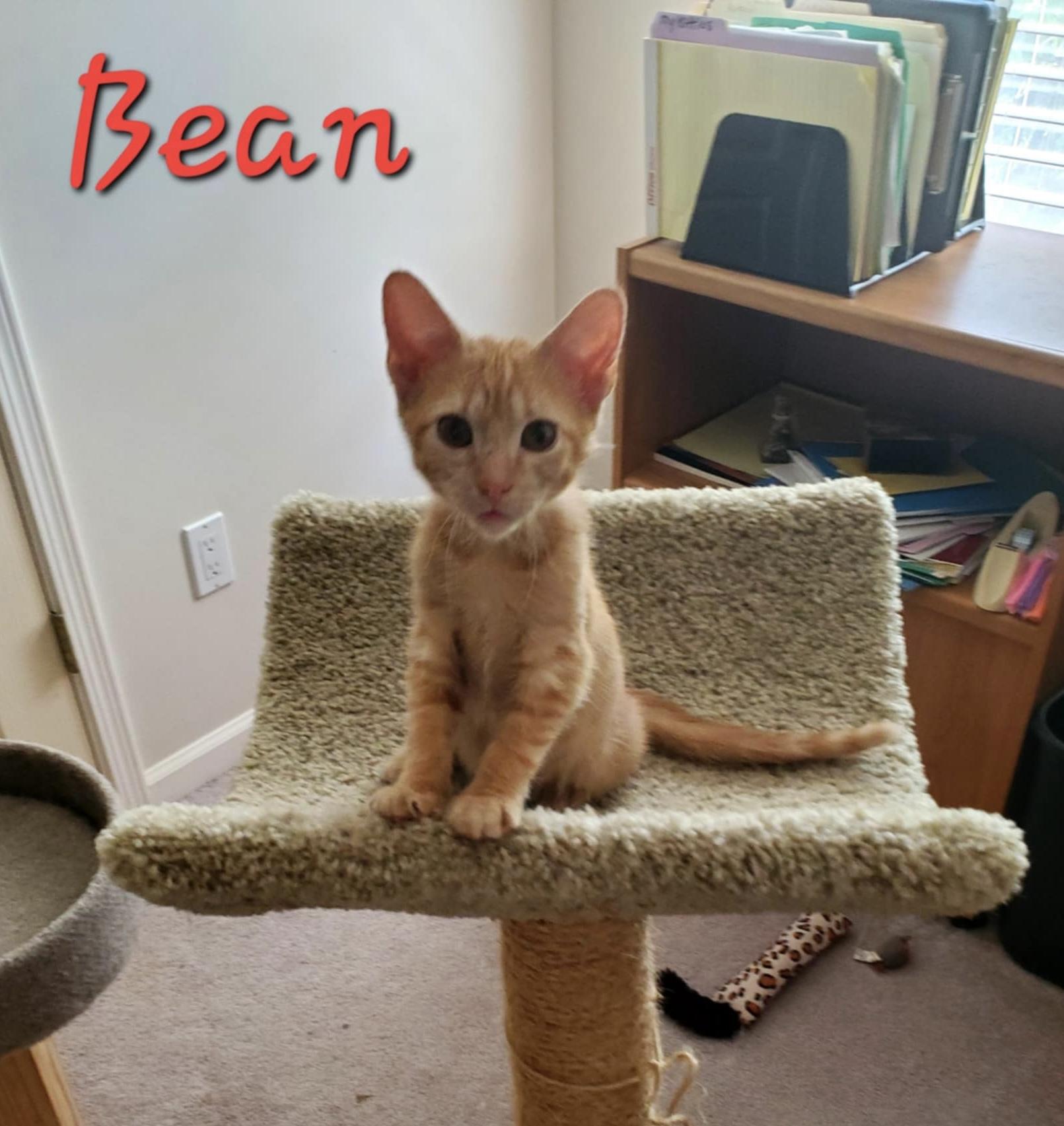 Bean =^.^=