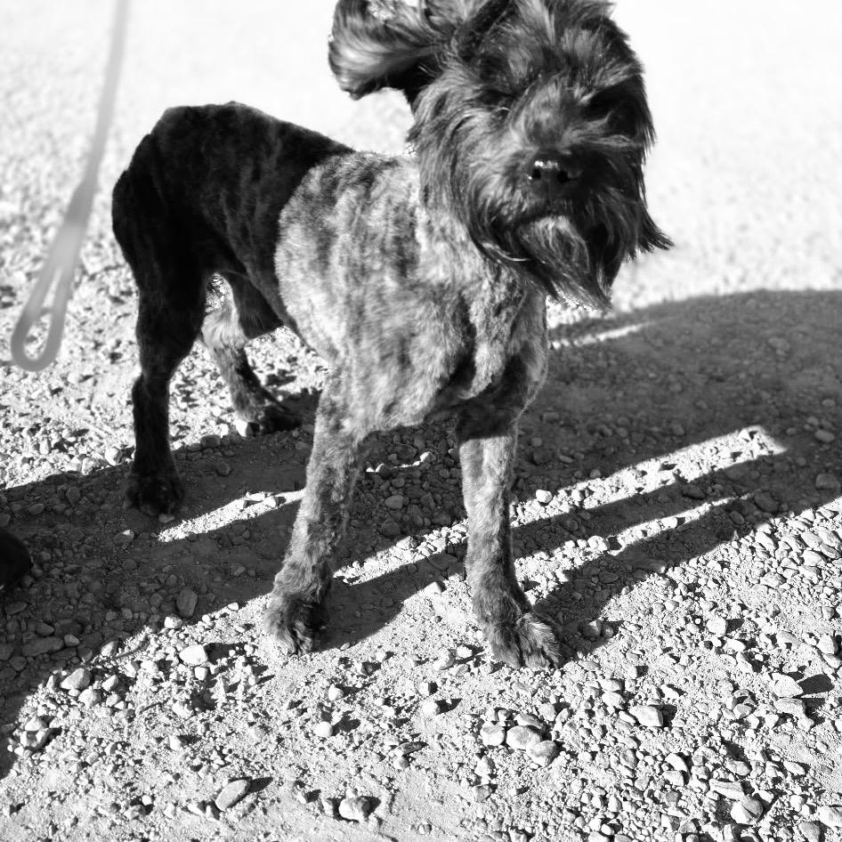 Holly Joe, Adoptable, Young Female Poodle & Mixed Breed.