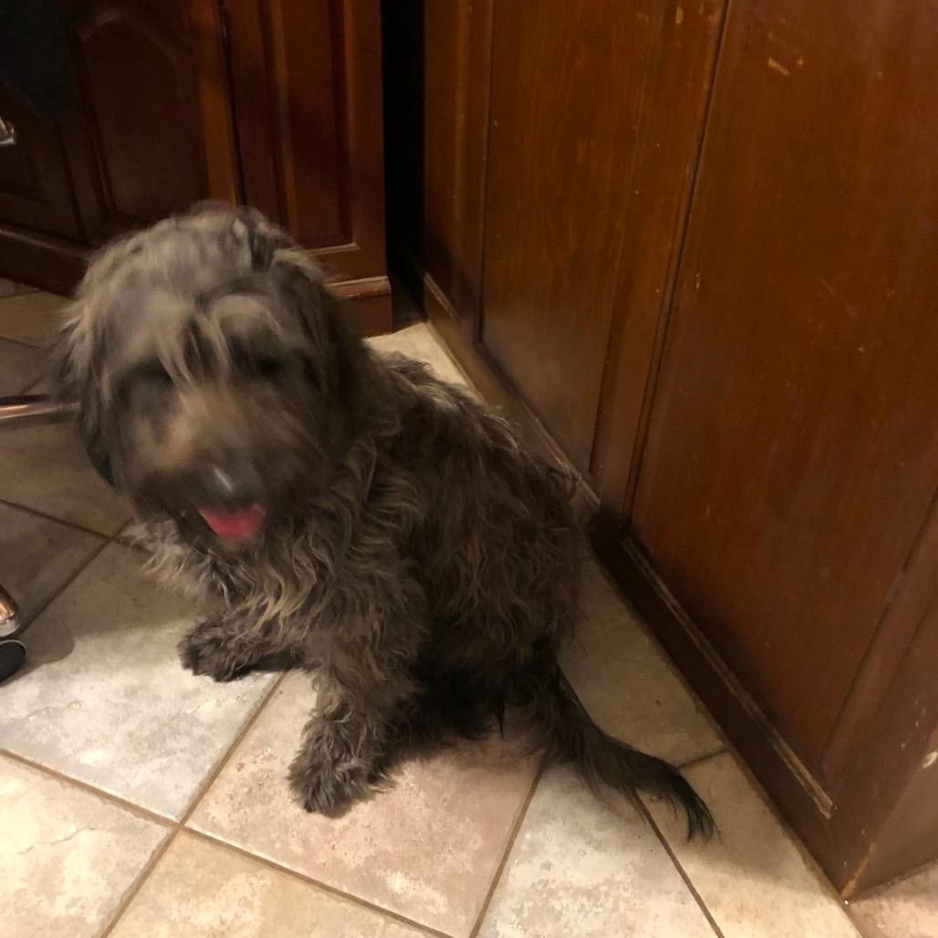 Enlarge Holly Joe, a Adoptable mixed breed in Goltry, OK image 3/3