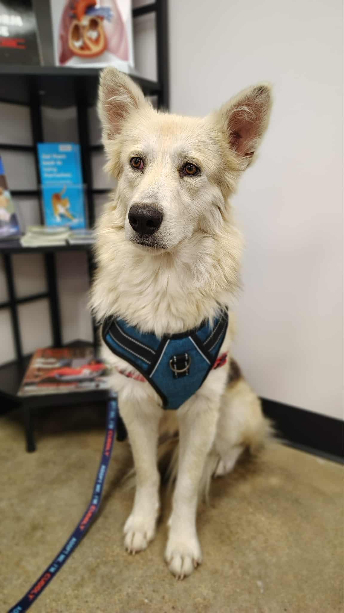 Enlarge Anna, a ADOPTABLE mixed breed in Broomfield, CO image 2/6