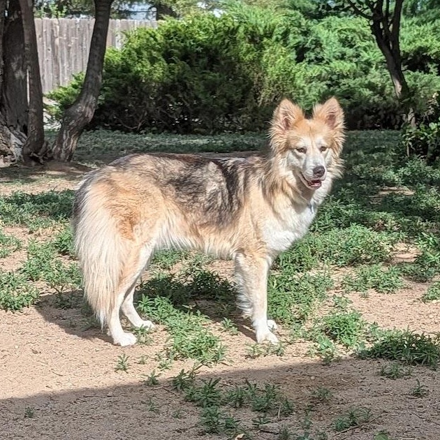 Enlarge Anna, a ADOPTABLE mixed breed in Broomfield, CO image 1/6