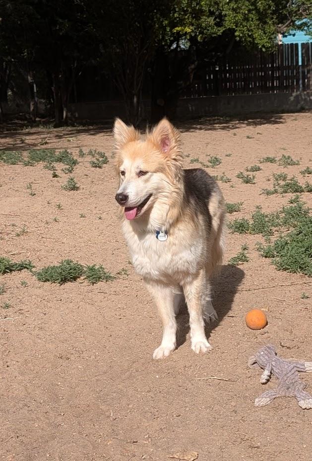 Enlarge Anna, a ADOPTABLE mixed breed in Broomfield, CO image 5/6