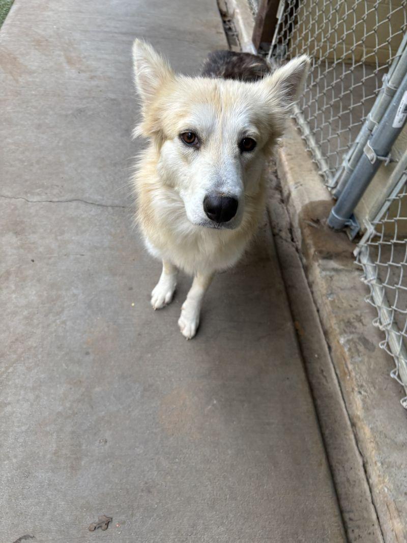 Enlarge Anna, a ADOPTABLE mixed breed in Broomfield, CO image 3/6