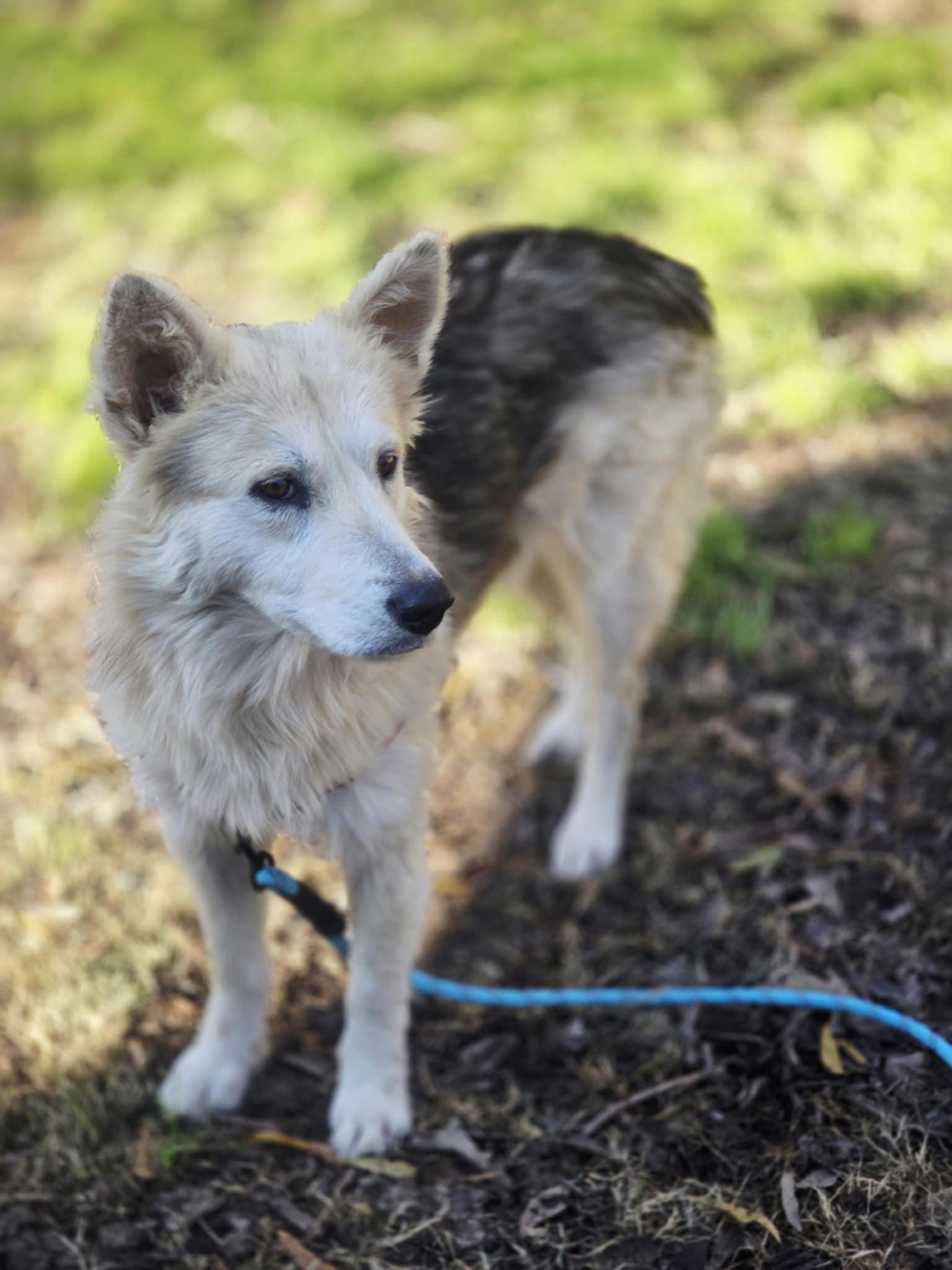 Enlarge Anna, a ADOPTABLE mixed breed in Broomfield, CO image 4/6