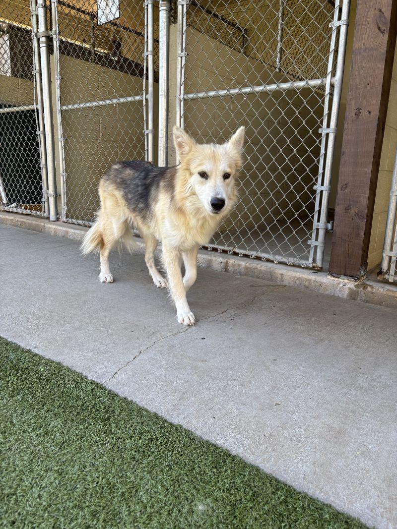 Enlarge Anna, a ADOPTABLE mixed breed in Broomfield, CO image 6/6