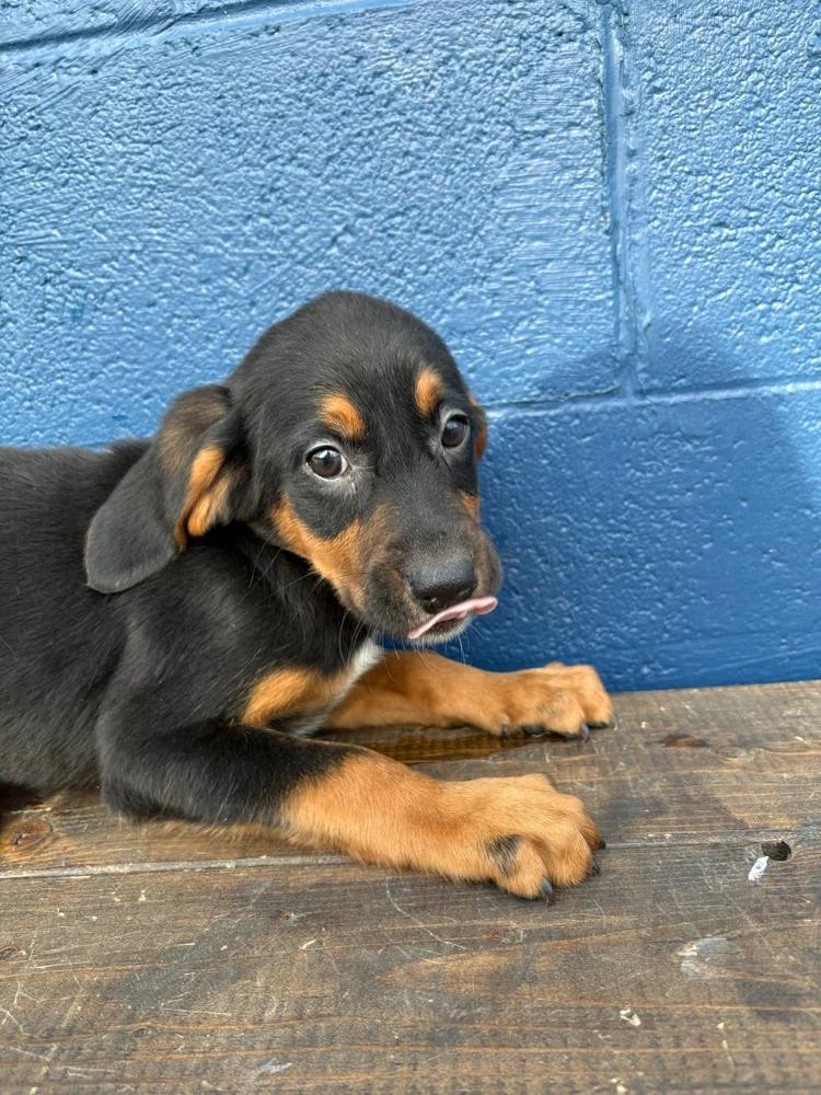 waylon, adopted, Young Male Coonhound & Chocolate Labrador Retriever.