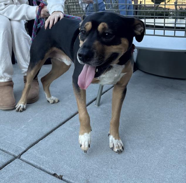 MAK, Adoptable, Adult Male Hound & Mixed Breed.