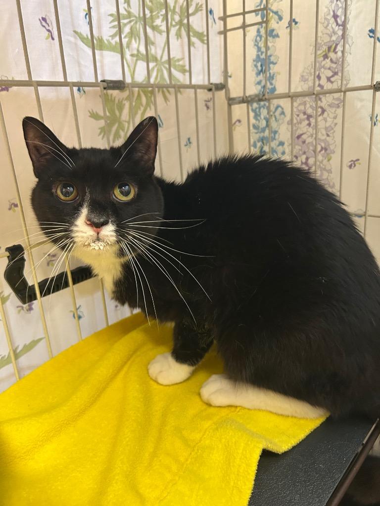 Oreo, Adopted, Adult Female Domestic Short Hair.