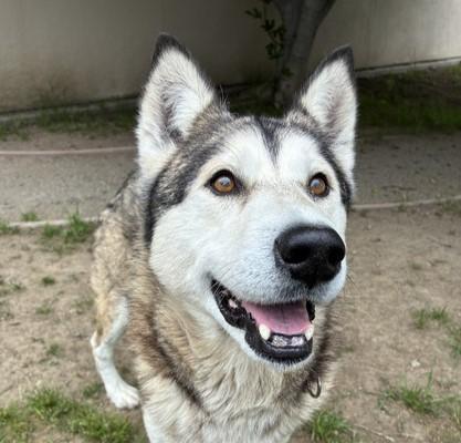 LOVO, Adoptable, Adult Male Siberian Husky.
