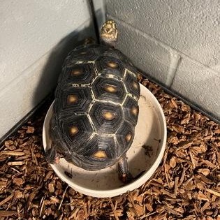 Jabu, Adopted, Adult Male Turtle.