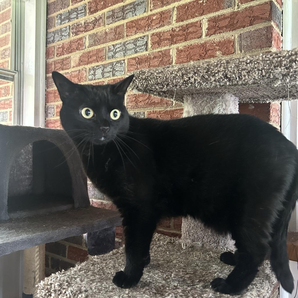 Frankie, Adoptable, Adult Female Domestic Short Hair.