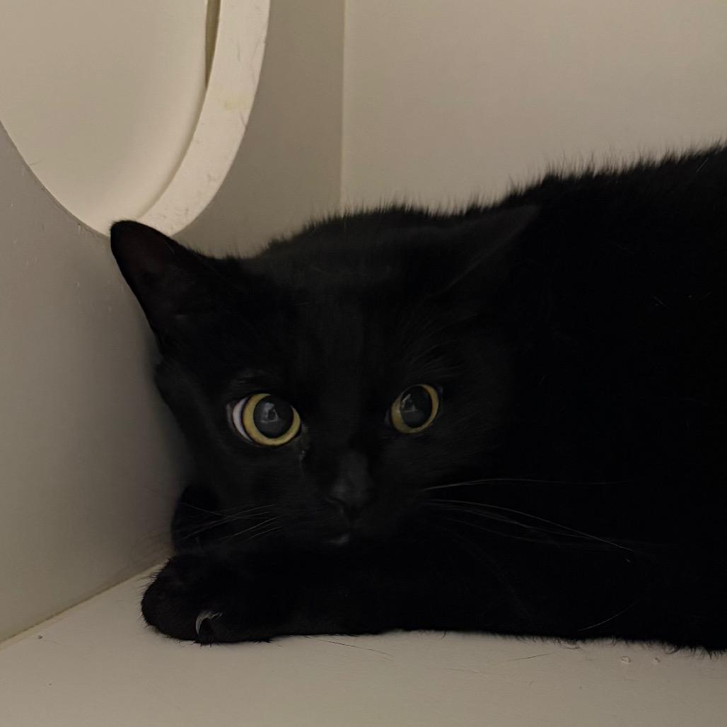 Enlarge Frankie, a Adoptable Domestic Short Hair in Winston Salem, NC image 2/2