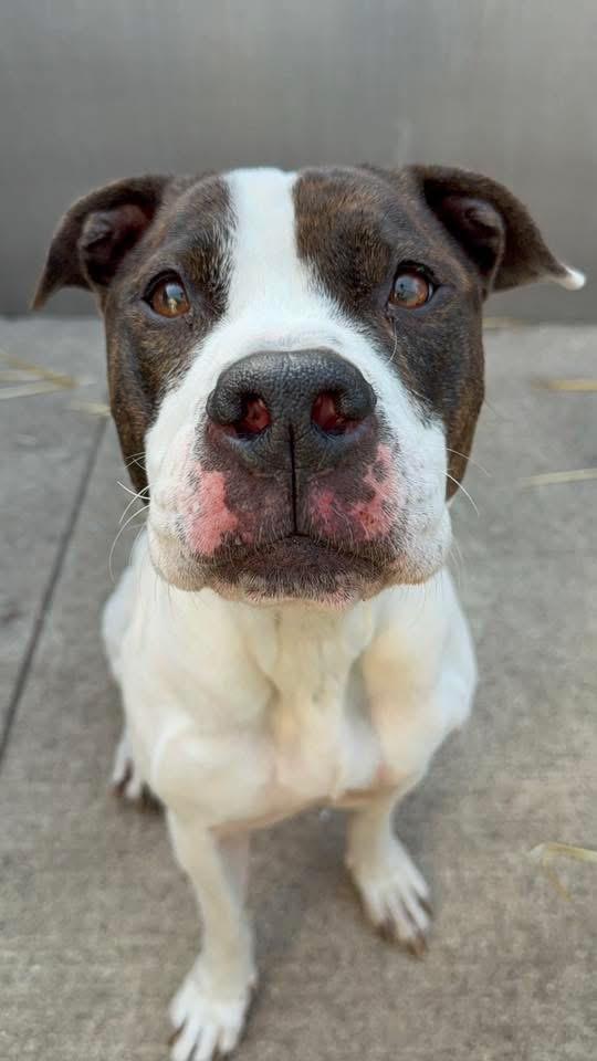 Enlarge Danya, a ADOPTABLE Pit Bull Terrier in Chicago, IL image 1/5