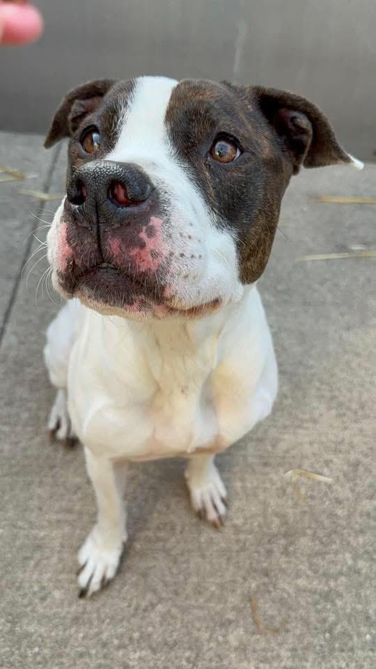 Enlarge Danya, a ADOPTABLE Pit Bull Terrier in Chicago, IL image 2/5